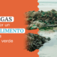 espirulina verde